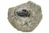 Detailed Gerastos Trilobite Fossil - Morocco #242751-2